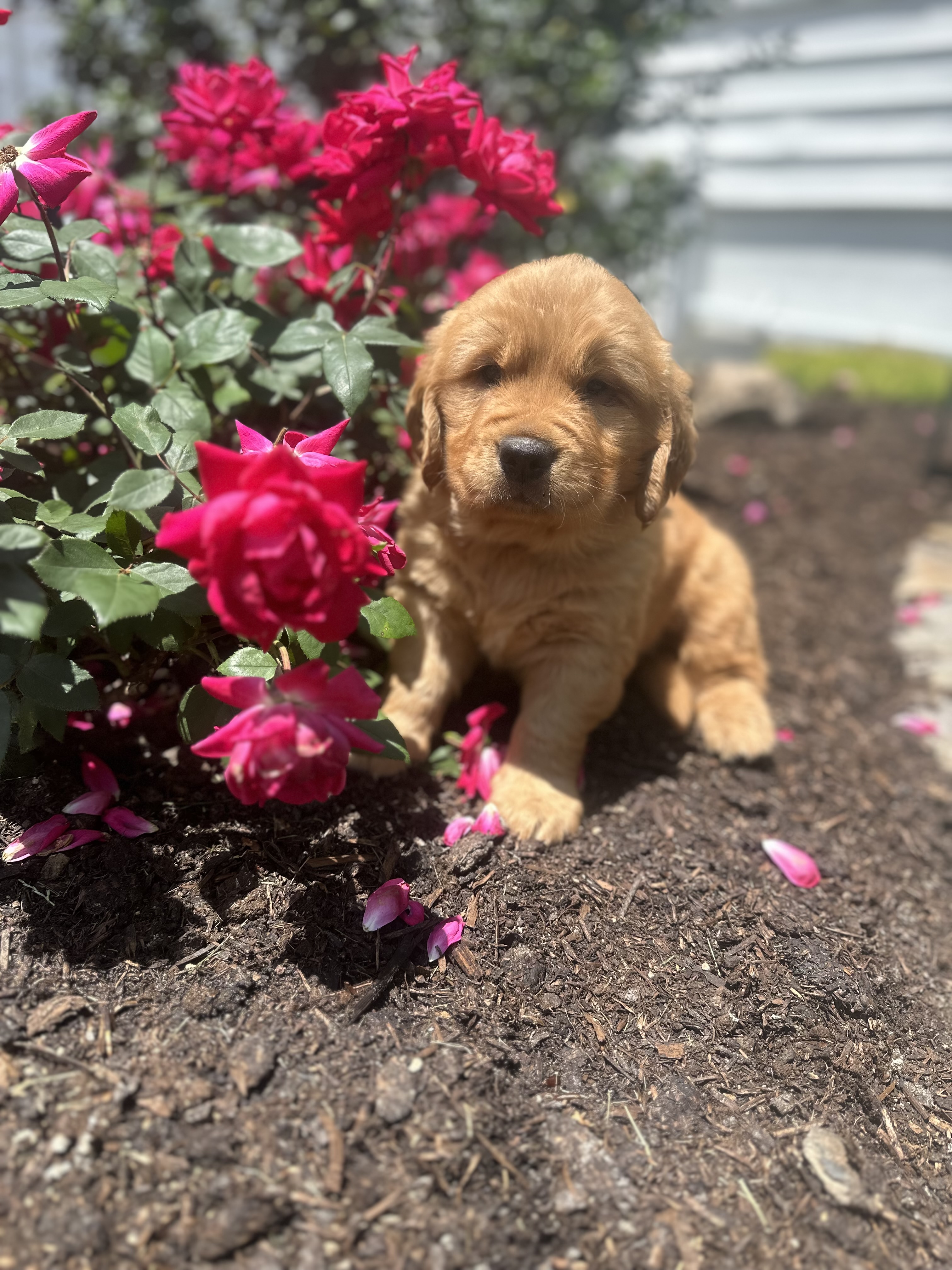 puppy, for, sale, Golden Retriever, Samuel K. Zook, dog, breeder, Honey Brook, PA, dog-breeder, puppy-for-sale, forsale, nearby, find, puppyfind, locator, puppylocator, aca